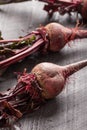 Freshly harvested organic beets Royalty Free Stock Photo