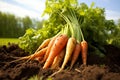 Freshly harvested organic carrots from the farm plantation, healthy and vibrant produce for sale