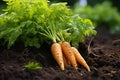 Freshly harvested organic carrots from the farm plantation, healthy and vibrant produce for sale