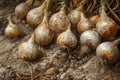 Freshly Harvested Organic Garlic Bulbs Drying in Soil on Farm Agriculture, Healthy Produce