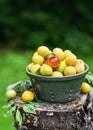 Freshly harvested organic mini yellow plums in a small ceramic sieve in the cottage garden. Royalty Free Stock Photo