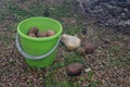 Freshly harvested organic potatoes in a green plastic bucket. cooking potatoes at the stake in a camping trip, hiking Royalty Free Stock Photo