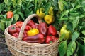 Freshly harvested organic ripe peppers Royalty Free Stock Photo