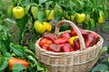 Freshly harvested organic ripe peppers Royalty Free Stock Photo