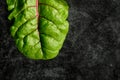 Freshly harvested organic Swiss Chard against a dark background.