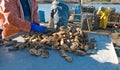 Freshly harvested oysters