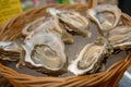 freshly harvested oysters displayed in a basket