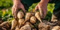 Freshly harvested parsnips held in farmer's hands in a field. vibrant, natural, and sustainable agriculture. organic