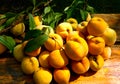 Freshly harvested peaches from the tree