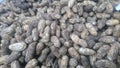 Freshly harvested peanuts from the paddy fields