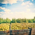 Freshly harvested pears in wooden crates