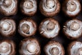 Freshly harvested Portobello mushrooms arranged in a rustic pile. Royalty Free Stock Photo