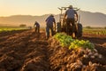 Freshly harvested potatoes from the field at sunset. AI Generated