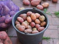 Freshly harvested potatoes lying in a bucket with other potatoes lying around it Royalty Free Stock Photo