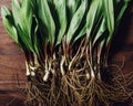 Freshly Harvested Ramps Wild Leaks on a wood cutting board.