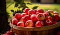 Freshly Harvested Red Apples in a Rustic Basket Under an Apple Tree