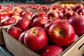 Freshly harvested red apples waiting for sorting and packaging in cardboard boxes Royalty Free Stock Photo