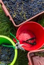 Freshly harvested red grapes in a pannier