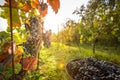 Freshly harvested red grapes in a pannier on a vineyard