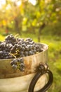 Freshly harvested red grapes in a pannier on a vineyard