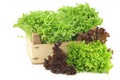 Freshly harvested red and green curly lettuce Royalty Free Stock Photo