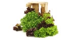 Freshly harvested red and green curly lettuce Royalty Free Stock Photo