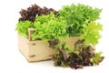 Freshly harvested red and green curly lettuce in a wooden crate Royalty Free Stock Photo
