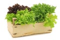 Freshly harvested red and green curly lettuce in a wooden crate Royalty Free Stock Photo