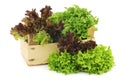 Freshly harvested red and green curly lettuce in a wooden crate Royalty Free Stock Photo