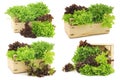 Freshly harvested red and green curly  lettuce in a wooden crate Royalty Free Stock Photo