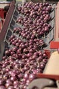 Freshly Harvested Red Onion Bulbs On Conveyor Belt