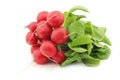 Freshly harvested red radish with green foliage