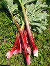 Freshly harvested red rhubarb Royalty Free Stock Photo