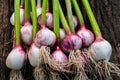 Freshly harvested ripe garlic heads on old wooden background Royalty Free Stock Photo