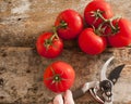 Freshly harvested ripe red grape tomatoes Royalty Free Stock Photo