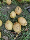 Freshly harvested ripe yellow coconuts lying on the ground outdoors in natural light Royalty Free Stock Photo