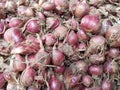 Freshly harvested shallots by farmers Royalty Free Stock Photo