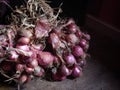 freshly harvested shallots from the field Royalty Free Stock Photo