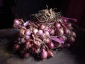 freshly harvested shallots from the field Royalty Free Stock Photo