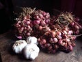 freshly harvested shallots and garlic from the field Royalty Free Stock Photo