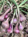 freshly harvested shallots still contain soil Royalty Free Stock Photo