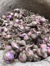 freshly harvested shallots still contain soil Royalty Free Stock Photo