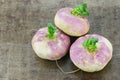 Freshly harvested spring turnips Brassica rapa