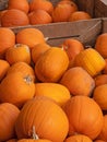 Freshly harvested squashes on a farm in Devon UK