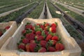 Freshly harvested strawberries with field in background