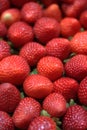 Freshly harvested strawberries Royalty Free Stock Photo