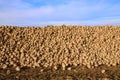 Freshly harvested sugar beets lie in a large heap on the ground against a cloudy sky Royalty Free Stock Photo