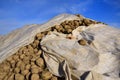 Freshly harvested sugar beets are piled up in a long line in the bare field, covered with clouds against a blue sky, covered with Royalty Free Stock Photo