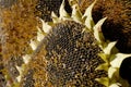 Freshly harvested sunflower with ripened seeds closeup