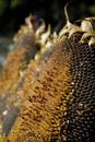 Freshly harvested sunflower with ripened seeds closeup